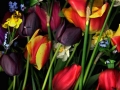 Tulip015