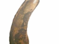 N. Angulo